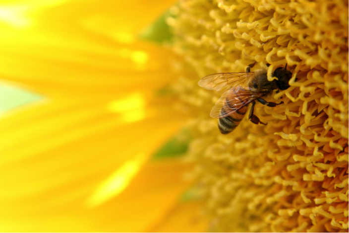 Bees+die%2C+food+source+threatened