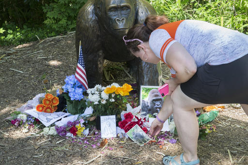 A visitor touches a picture of Harambe, a male silverback gorilla, at a makeshift memorial outside the Gorilla World exhibit at the Cincinnati Zoo & Botanical Garden, Tuesday, June 7, 2016, in Cincinnati. The Cincinnati Zoo reopened its gorilla exhibit Tuesday with a higher, reinforced barrier installed after a young boy got into the exhibit and was dragged by the 400-pound Harambe, which was then shot and killed. (AP Photo/John Minchillo)